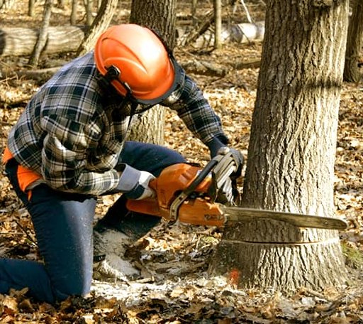 Tree Removal in Mount Summit, IN